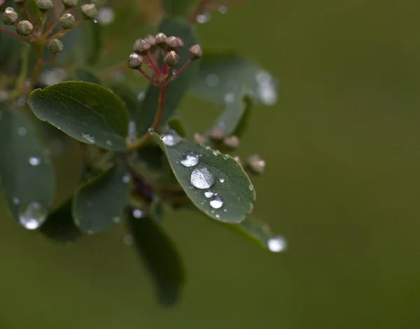 Rain Drops — Stock Photo, Image