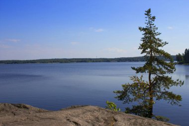 Körfezdeki küçük çam ağacı