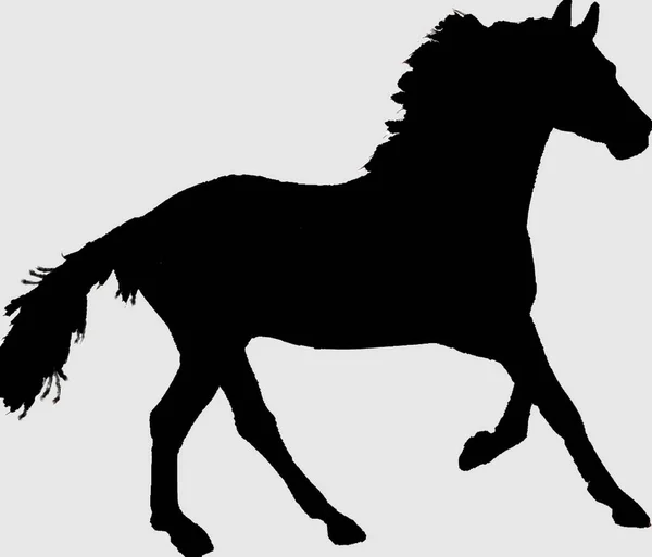 Silueta Caballo — Vector de stock