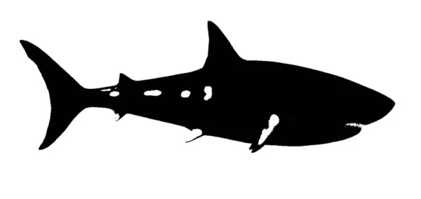 Illustration Einer Hai Silhouette — Stockvektor