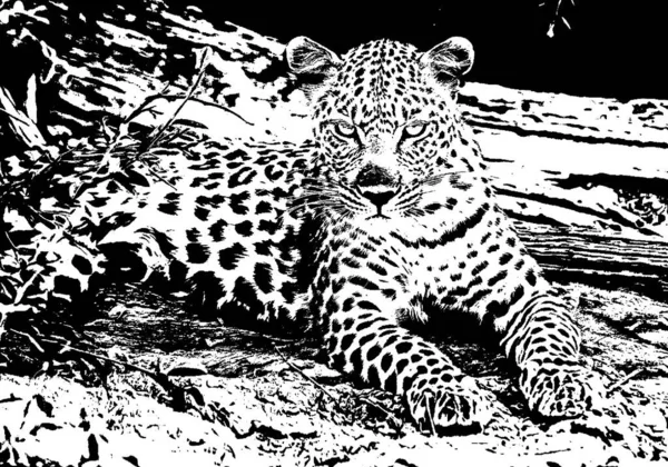 bir leoparın siyah beyaz çizimi