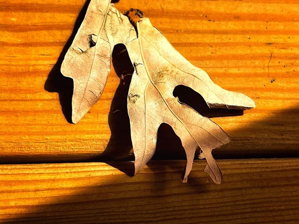 dead leaf on a wooden plank