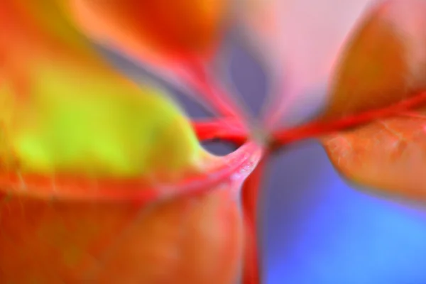 Sonbahar Yaprakları