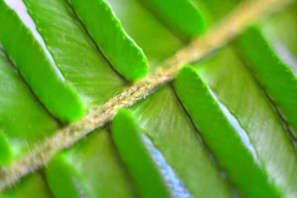 Green plant — Stock Photo, Image