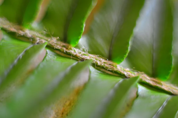 Green plant — Stock Photo, Image