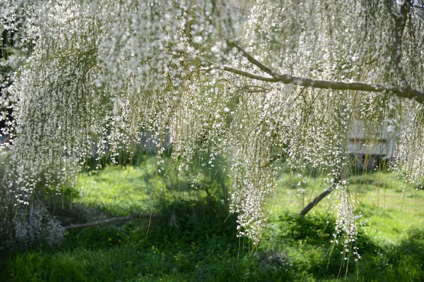 Bloomong arbres pendant le printemps — Photo