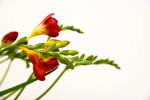 fresia beyaz zemin üzerine