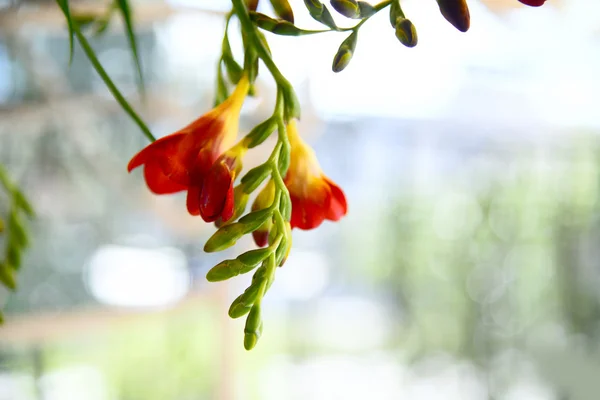 fresia beyaz zemin üzerine