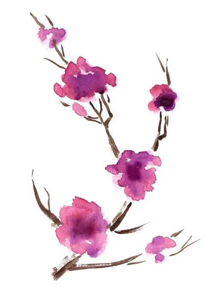 Kirsikankukan oksa — kuvapankkivalokuva