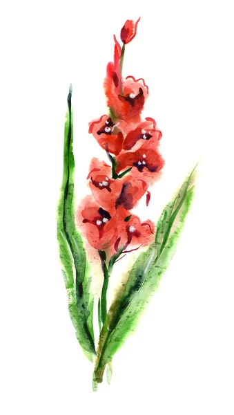 Gladiolus — Stock Photo, Image