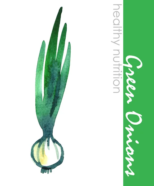 Oignon vert — Photo