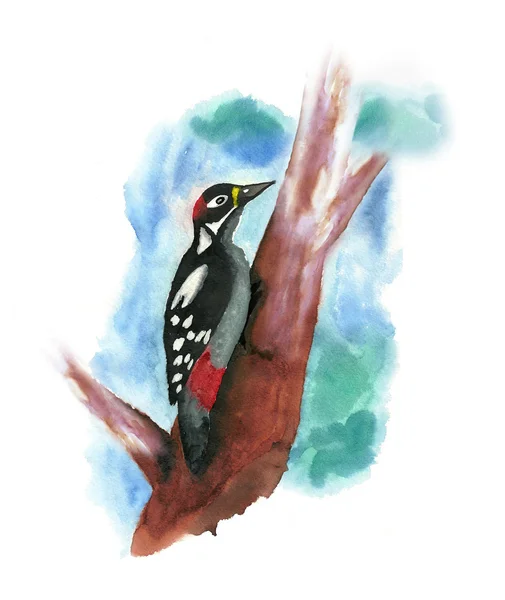 Woodpecker — Stock Photo, Image