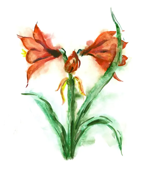 Amaryllis — kuvapankkivalokuva