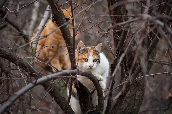 Gatos Numa Árvore Gato Subiu Uma Árvore — Fotografia de Stock