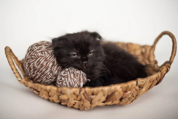 Gattino Nero Dorme Cesto Con Fiori Filato — Foto Stock