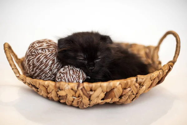 Siyah Kedi Iplik Sopalarıyla Bir Sepette Uyur — Stok fotoğraf