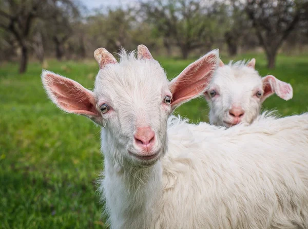 White goats Royalty Free Stock Images