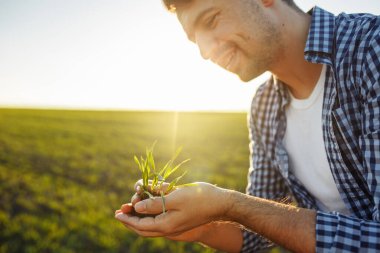 Genç tarımcı yeni mahsulün kalitesini kontrol ediyor ve sonuçlardan memnun. Çiftçi, yeşil buğday filizlerinin büyüme sürecini inceliyor. Sağlıklı gıda ve tarım kavramı