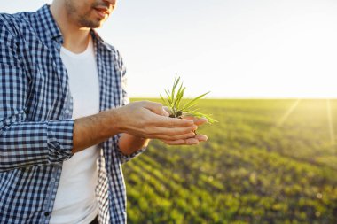 Çiftçi toprağı hasat ediyor ve elinde taze yeşil buğday filizleri yeni mahsulün kalitesini kontrol ediyor. Agronomist analizler yeni tohum büyümesinin ilerlemesini gösteriyor. Tarım sağlığı kavramı
