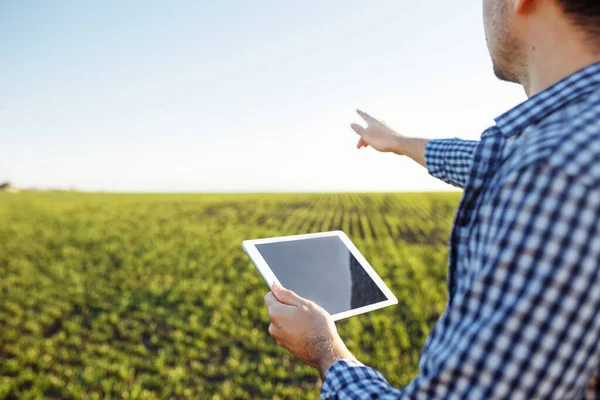 Close Shot Farmer Holding Tablet Standing Middle Young Green Wheat Stock Photo