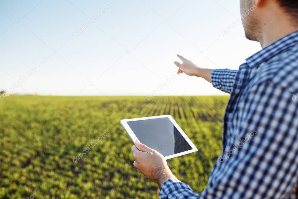 Close up shot of a farmer holding a tablet standing in the middle of the young green wheat field. Agromonist sends progress data from the field to examine and analysis the crop condition