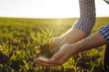 Elinde yeşil buğday filizleri tutan çiftçinin elleri. Agronomist yeni tohumlama büyüme sürecinin kalitesini kontrol ediyor. Sağlıklı gıda ve tarım kavramı