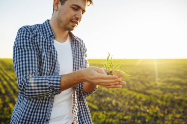 Genç tarımcı elinde yeni yeşil buğday filizleriyle toprak tutuyor. Çiftçi tohumların kalitesini kontrol ediyor. Çiftlik işçisi büyümeyi araştırıyor