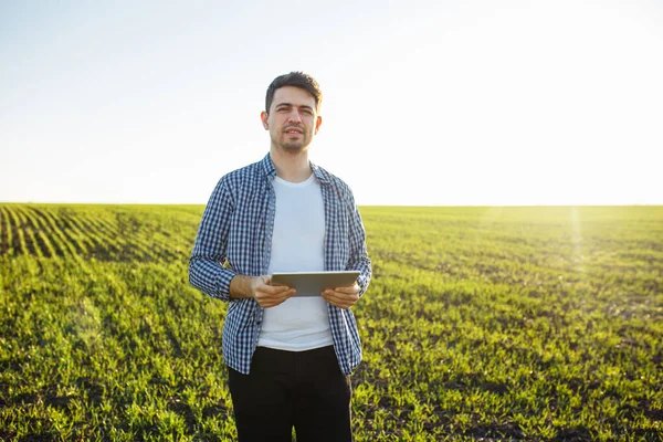 Tarım işçisi elinde tabletle yeşil buğday tarlasında duruyor. Agronomist yeni ekin büyümesinin kalitesini ve ilerlemesini araştırıyor ve kontrol ediyor