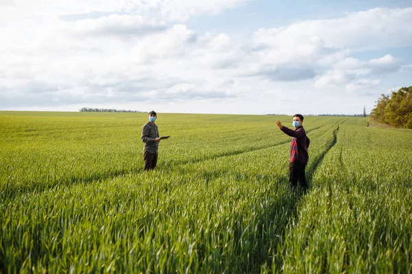 两个农民在绿地里收割麦子 聪明的农场两个戴面具的人在田里检查谷粒 — 图库照片