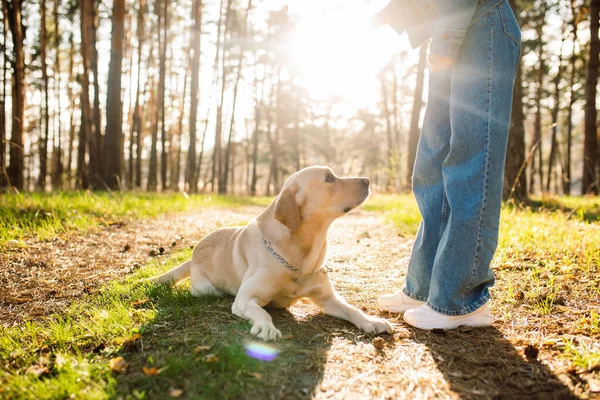 Kız bir labrador ile antrenman yapıyor. Genç bir kadın ormanda av köpeğiyle oynuyor. Köpek emirlere uyar ve dışarıda temiz havada vakit geçirir.