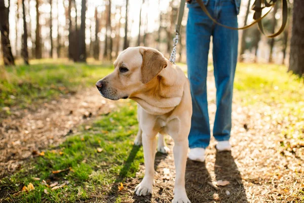 Golden retriever dog with a woman walking outdoors on sunny day. Close-up shot of a labrador walking in the forest with his owner