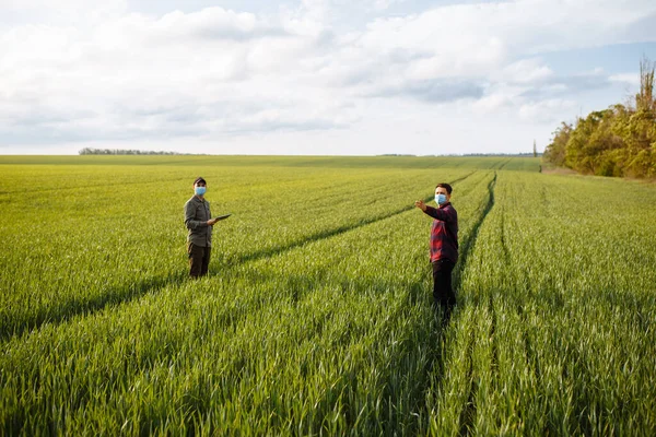 两个年轻的农民检查庄稼 聪明的农场绿色麦田里的蒙面人 谷物检查 手里拿着小麦 — 图库照片