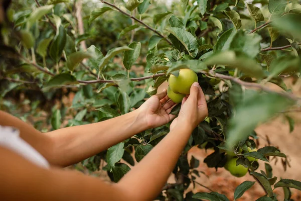 Elma toplayan bir kadın. Olgun yeşil bir elmayı elinde tutan bir kızın yakın çekimi.
