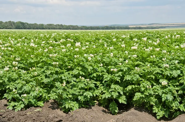 Pole ziemniaków, kwitnienia — Zdjęcie stockowe