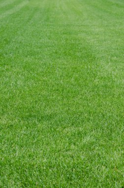 Çimlerde yeşil çimenler