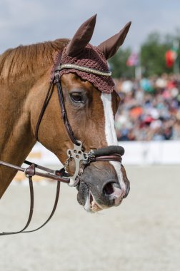 Binicilik sporu - kırmızı at-in baş