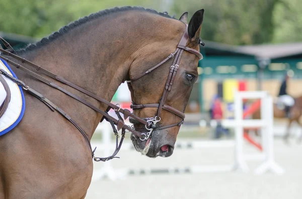 Binicilik sporu - defne at-in baş