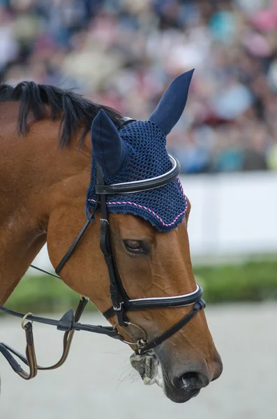 กีฬาขี่ม้า หัวของม้าอ่าว — ภาพถ่ายสต็อก