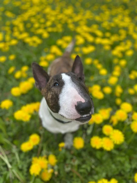 Bull Terrier Yellow Dandelions Brindle Bull Terrier — стоковое фото