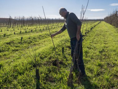 Kıdemli bir çiftçinin güneşli bir kış gününde meyve ağaçları dikmesi. Tarım kavramı.