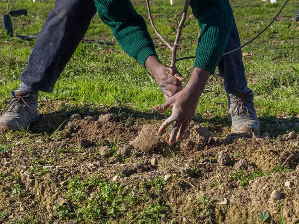 Action of comparing the earth with the hands when planting a fruit tree. Agriculture concept.
