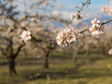 Badem ağacı tam çiçeklenmiş. Badem ağacının dalına yakın. Çiçek açan badem ağaçlarından oluşan bir tarla. Sığ alan derinliği