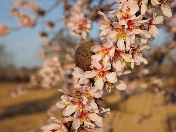 Bella Primavera Sfondo Floreale Rami Mandorla Fiore Bokeh Sfocatura Sfondo — Foto Stock