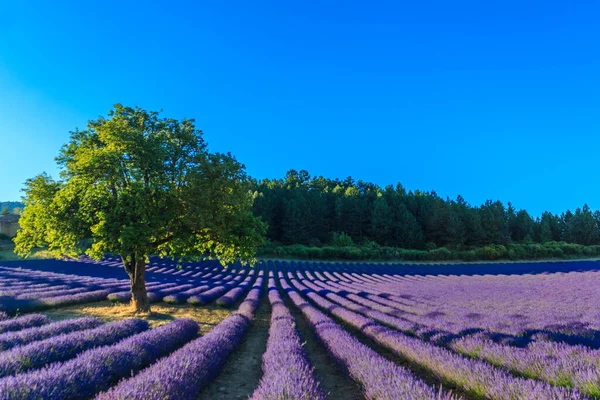 Sunset Beautiful Lavender Field Tree Forest Background Provence France Europe — Foto de Stock
