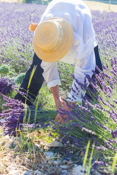 Hombre Cortando Flores Lavanda Mano Con Una Hoz Agricultura Manual — Foto de Stock
