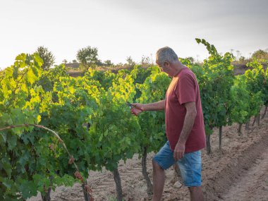 Üzüm bağındaki üzümü budamak makasla ilgili seçici bir odak noktası. Tarım kavramı