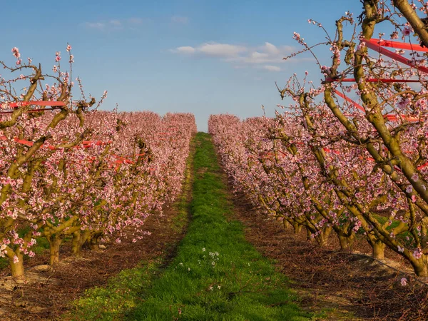 Drzew Brzoskwini Wczesną Wiosną Kwitnące Aitona Hiszpania — Zdjęcie stockowe