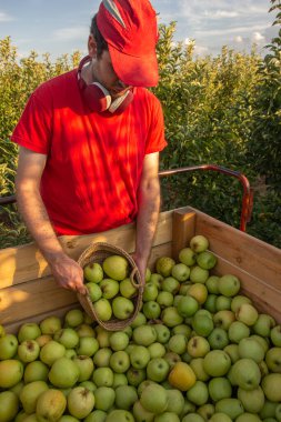 Kırmızı gömlekli ve şapkalı çocuk kırmızı kulaklıklı müzik dinleyen bir sepetle elma topluyor. Tarım kavramı.
