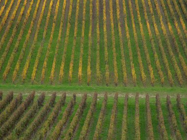 Saint Emilion bölgesindeki hasattan sonra üzüm bağında kırmızı asmalar. Fransa