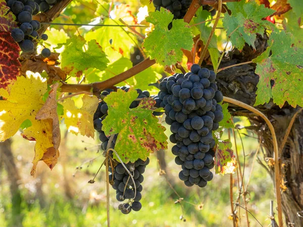 Üzüm bağındaki kırmızı merlot üzümlerini kapatın. Aziz Emilion, Gironde, Aquitaine. Fransa